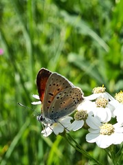Lycaena candens