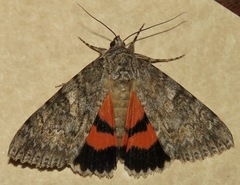Catocala junctura