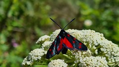 Zygaena dorycnii
