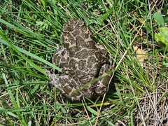Bufotes viridis
