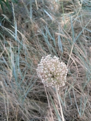 Allium ampeloprasum