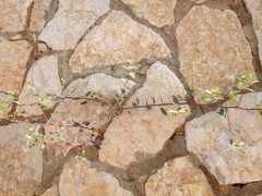 Capparis zoharyi