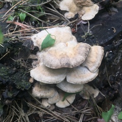 Fungi