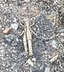 Chorthippus brunneus