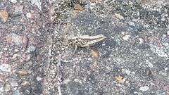 Chorthippus brunneus