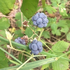 Rubus caesius