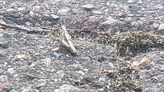Chorthippus brunneus