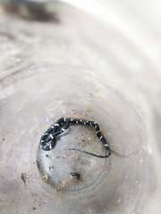 Tropidodipsas fasciata