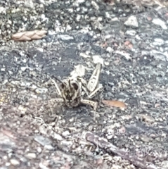 Chorthippus brunneus