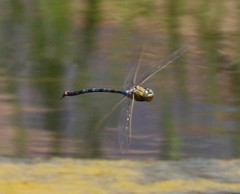 Anax walsinghami