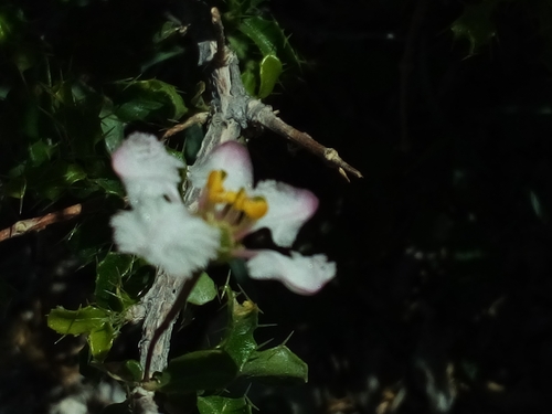 Malpighia setosa