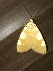 Sommeria aganais