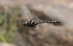 Macromia magnifica