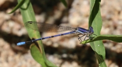 Argia hinei