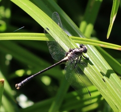 Octogomphus specularis