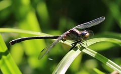 Octogomphus specularis
