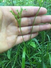 Scirpus pedicellatus