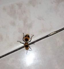 Dasymutilla cressoni