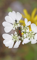 Stenurella septempunctata