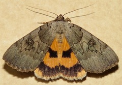 Catocala illecta