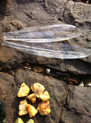 Sepioteuthis australis