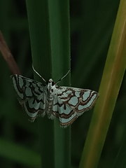 Nymphula nitidulata