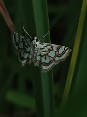 Nymphula nitidulata