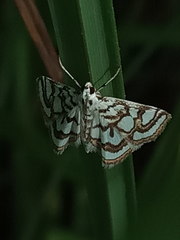 Nymphula nitidulata