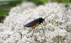 Sciara hemerobioides