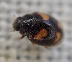 Nephus quadrimaculatus