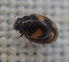 Nephus quadrimaculatus