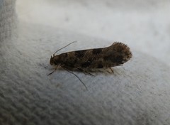 Parochmastis hilderi