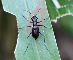 Odontocheila chrysis