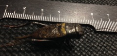 Gryllus bimaculatus