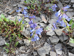 Penstemon albertinus