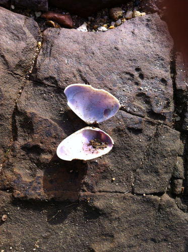 Latona deltoides