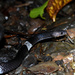 Palawan Wolf Snake - Photo (c) Christian Supsup, some rights reserved (CC BY-NC), uploaded by Christian Supsup