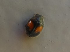 Diomus notescens