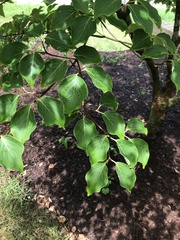 Cornus kousa