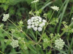 Seseli coreanum