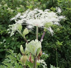 Angelica pubescens
