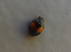 Diomus notescens