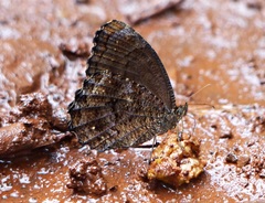 Praepedaliodes phanias