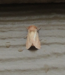 Denticucullus pygmina