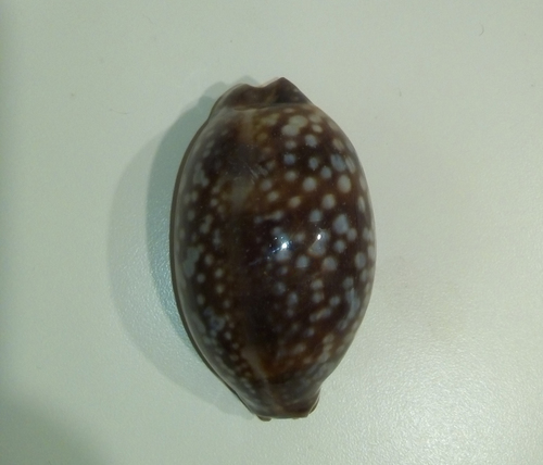Macrocypraea cervus