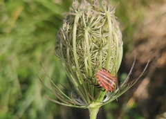 Graphosoma