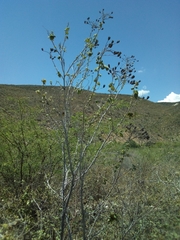 Helicteres semitriloba