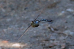 Anax walsinghami