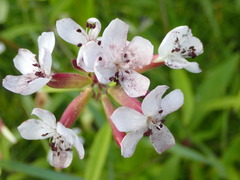 Microbotryum saponariae