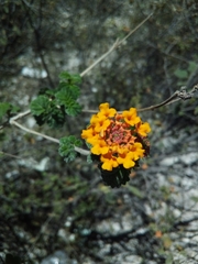Lantana bahamensis